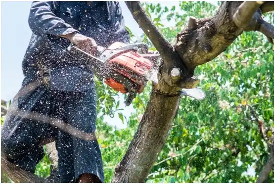 tree services Fivepointville